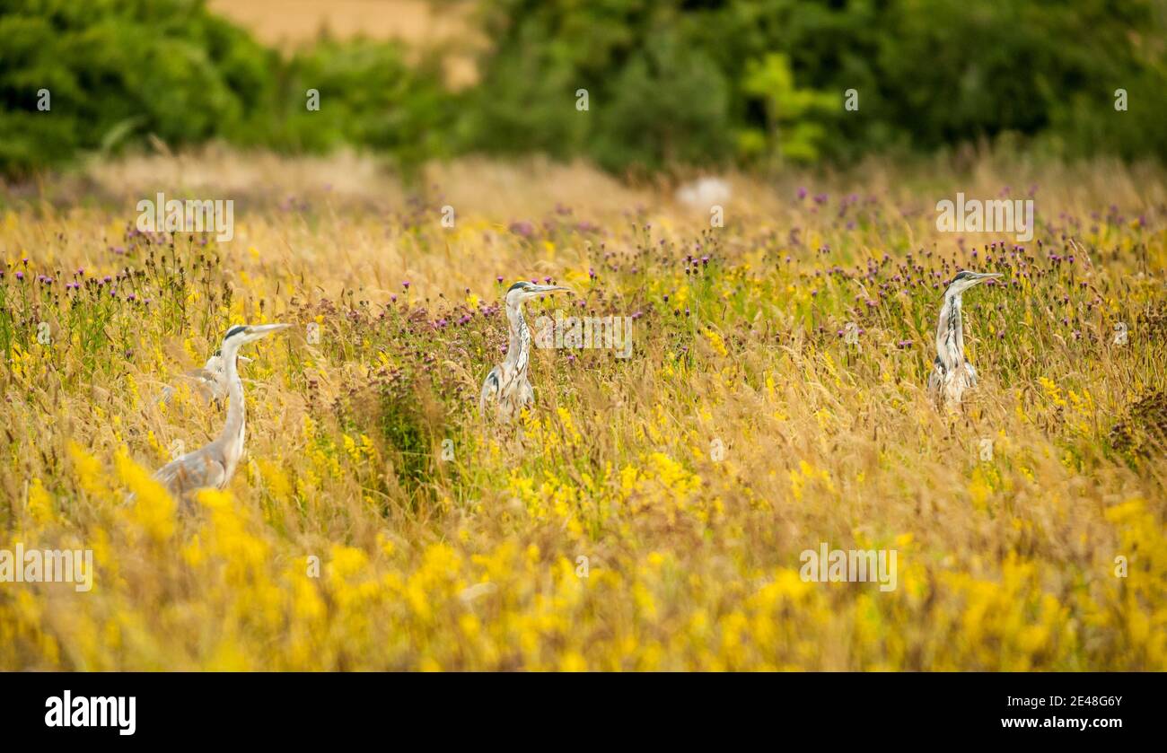 L'airone grigio (Ardea cinerea), è un uccello della famiglia degli airone Ardeidae, originario di tutta l'Europa temperata e dell'Asia e anche di alcune parti dell'Africa. Foto Stock