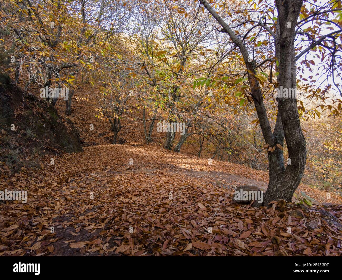 Stagione autunnale nella valle del Genal, Andalusia Foto Stock
