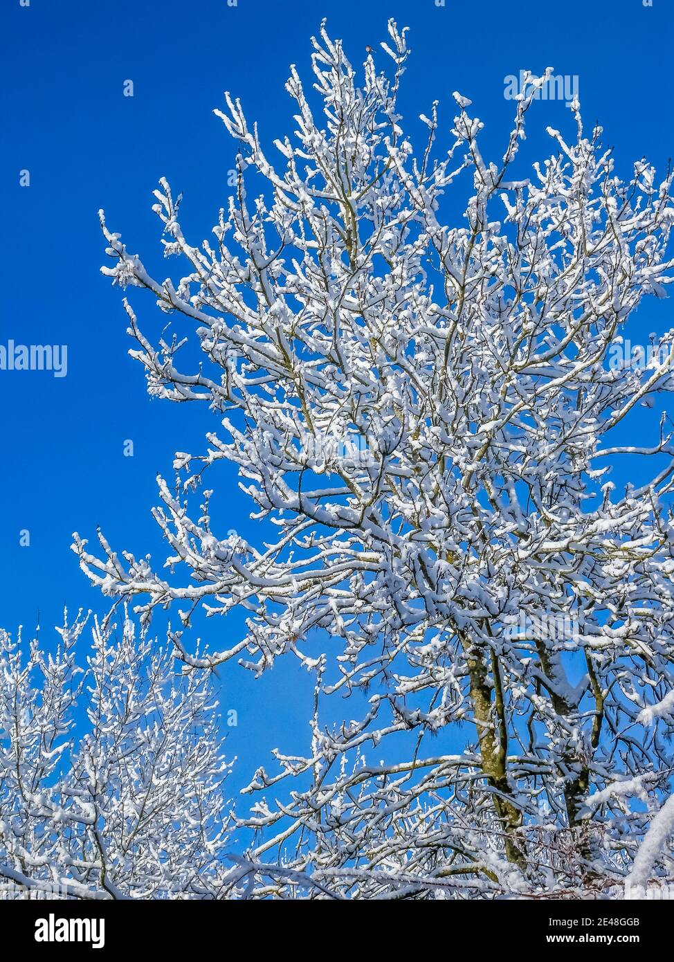 Un albero coperto di neve vicino a Kintbury, Berkshire, in una bella giornata di sole con un piccolo uccello su di esso! Foto Stock