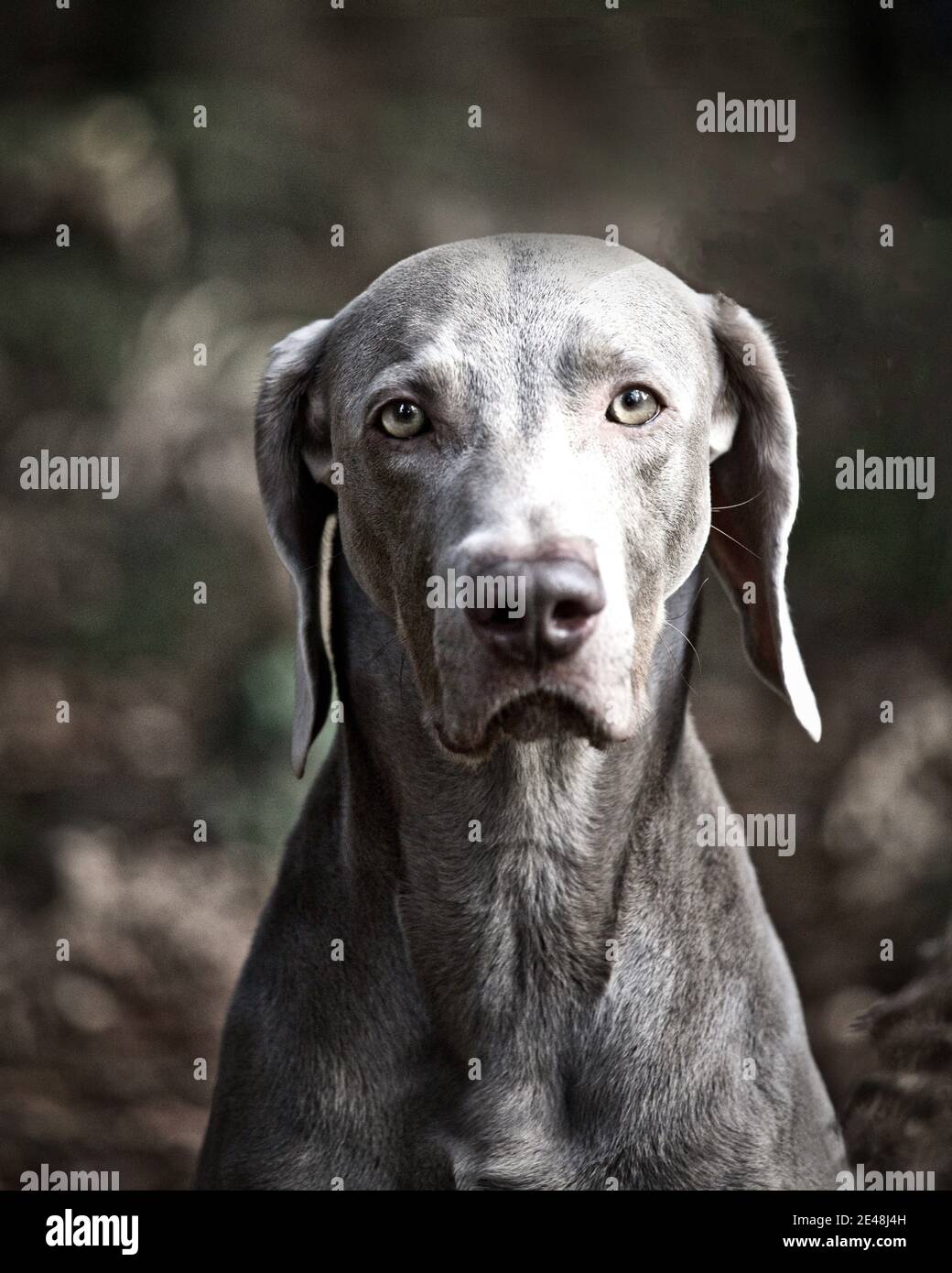 Oban, il Weimaraner Foto Stock
