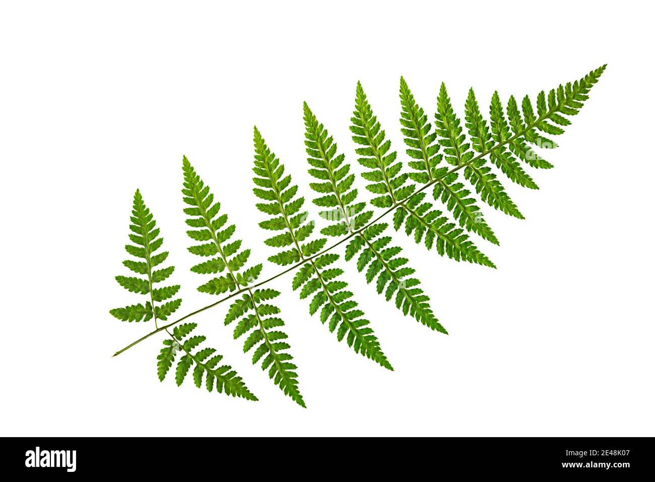 Foglia di felce verde su sfondo bianco, isolare. Foglia secca naturale  della pianta, ornamento Foto stock - Alamy