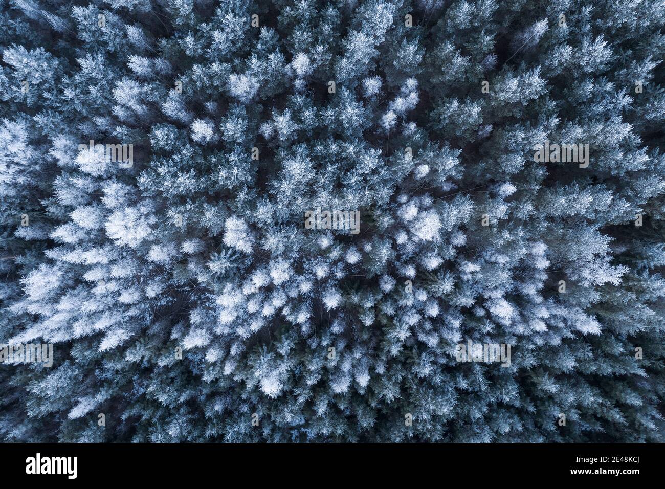 Vista aerea dall'alto verso il basso della foresta boreale di taiga in inverno Foto Stock