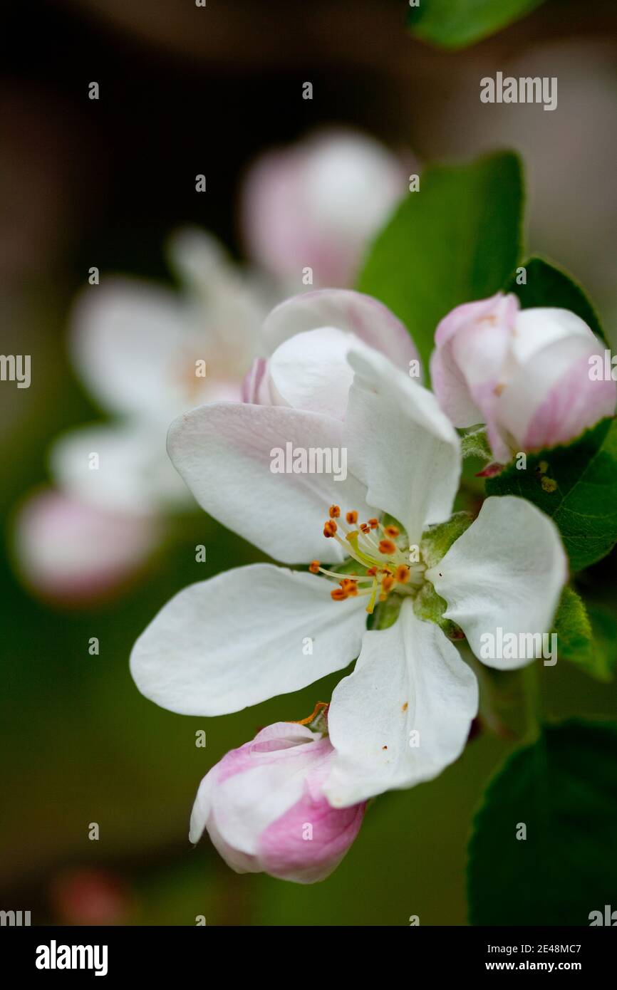 Fiore di melo Foto Stock