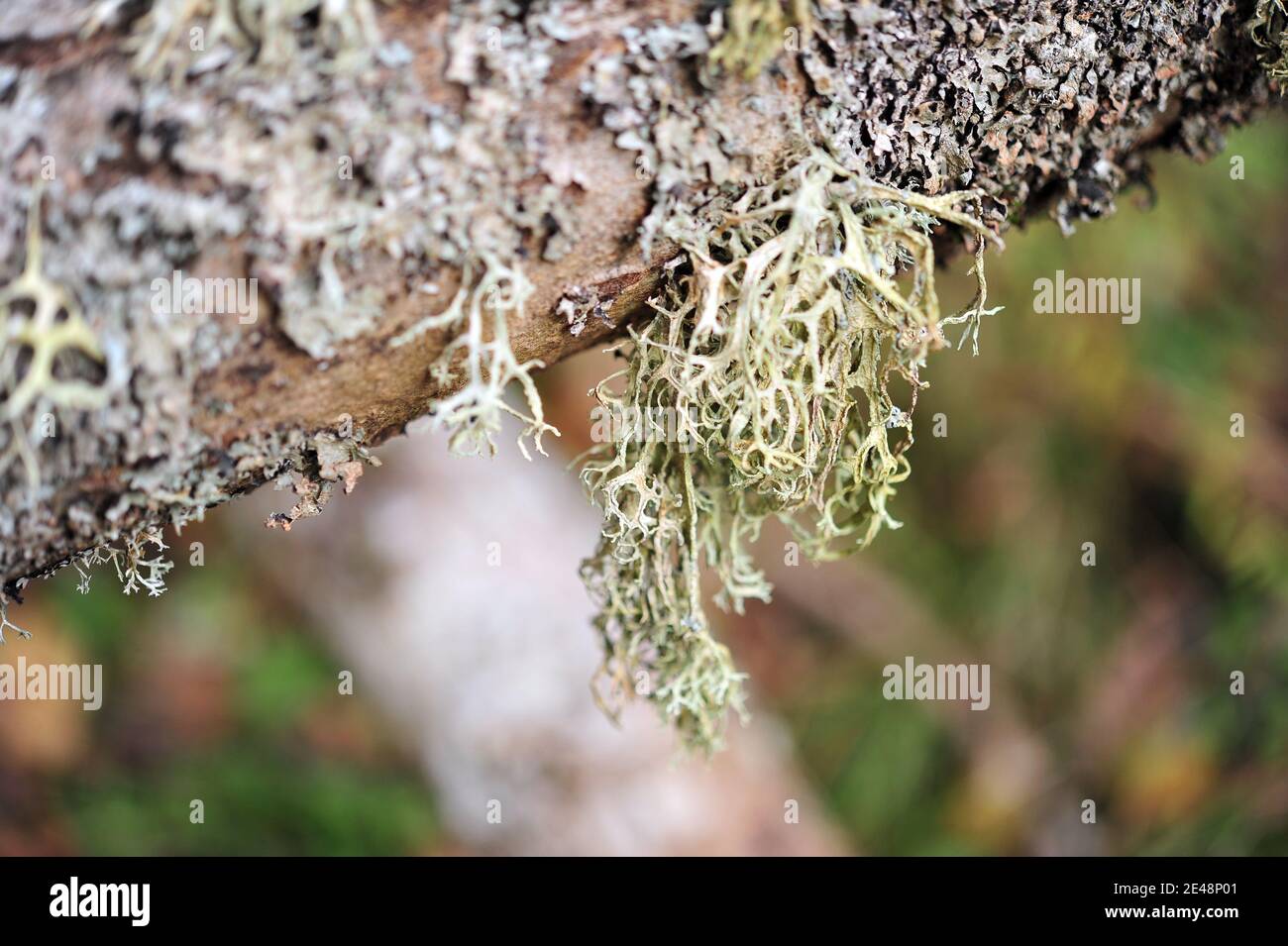 Primo piano di licheni sul ramo dell'albero. Foto orizzontale con spazio per la copia. Profondità di campo poco profonda. Foto Stock