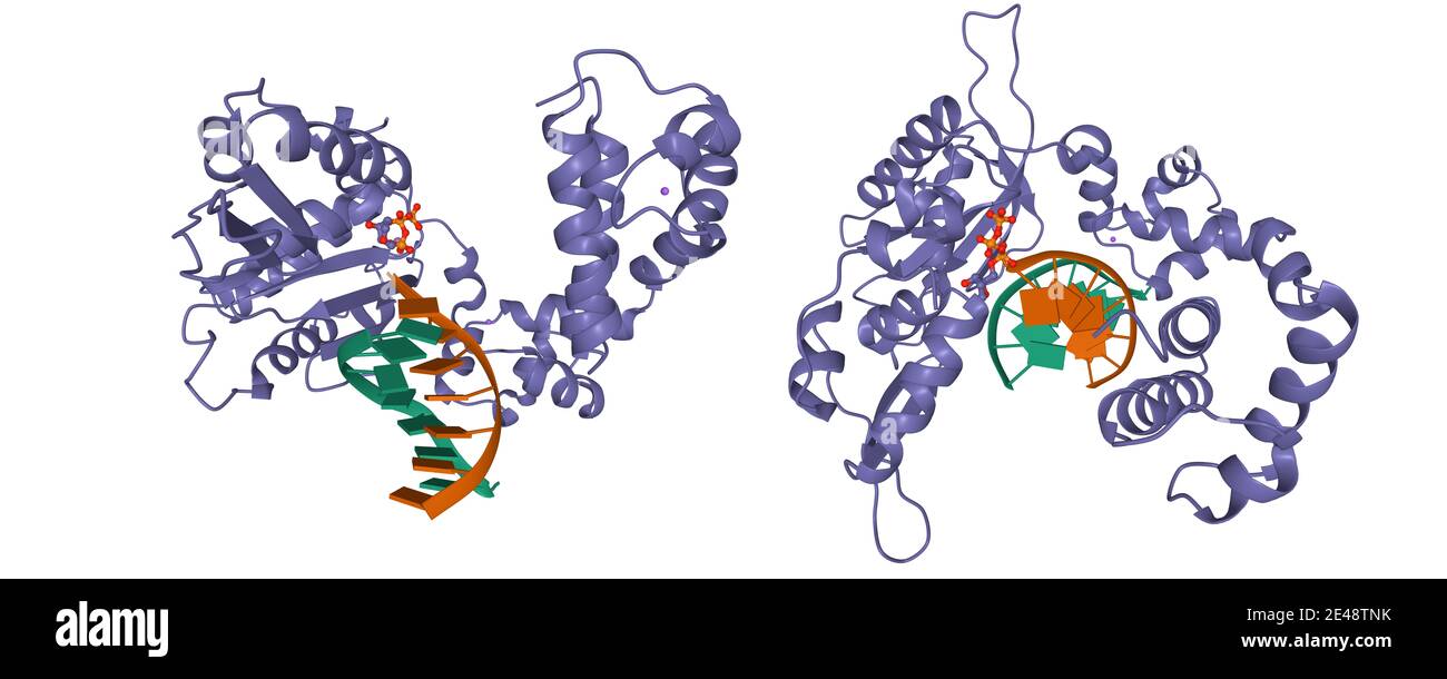 DNA polimerasi beta (POLB) complessata con DNA e deossitimidina trifosfato (dTTP), modello di cartone animato 3D in due proiezioni perpendicolari Foto Stock
