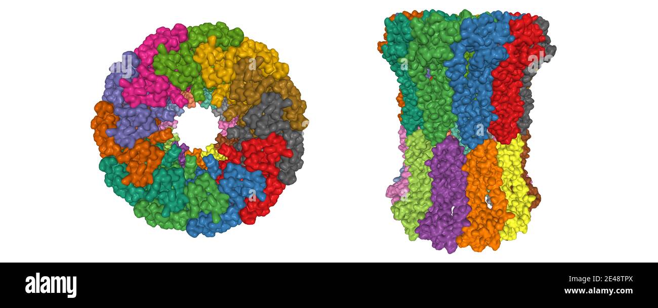 Struttura crioEM della giunzione di gap CALHM2 umana, due proiezioni perpendicolari, modello di superficie gaussiana 3D, sfondo bianco Foto Stock
