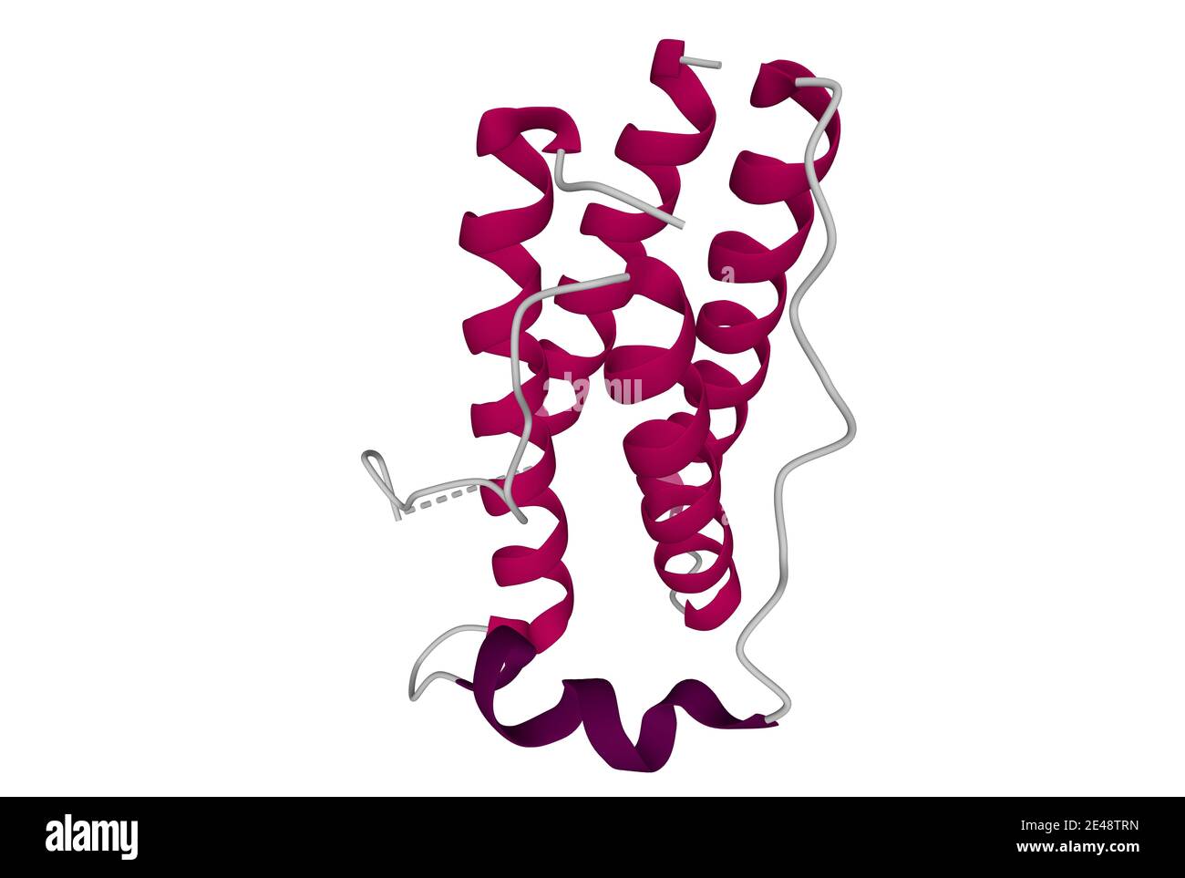 Struttura della proteina dell'obesità umana, leptina. Modello di cartoni animati 3D isolato, sfondo bianco Foto Stock