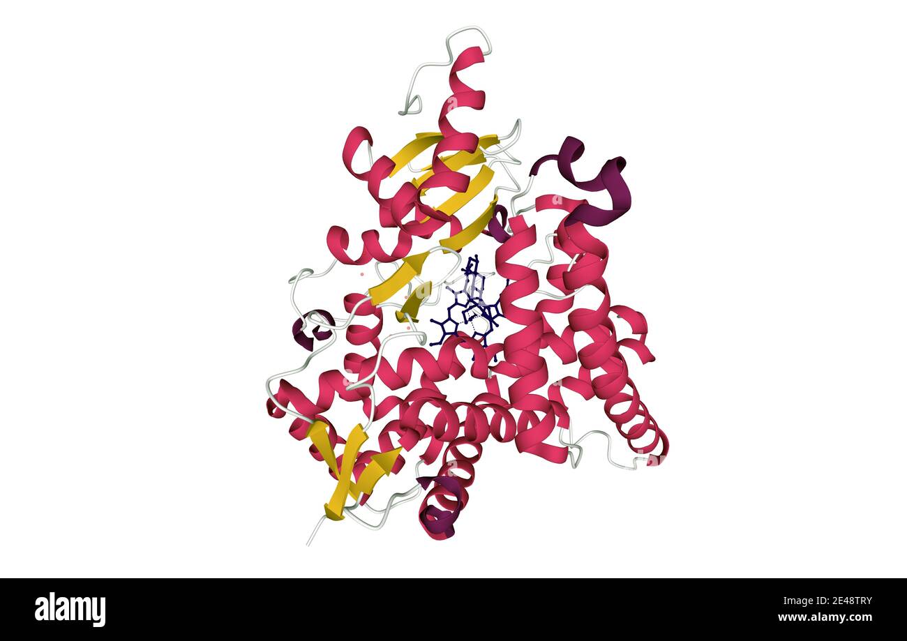 Citocromo P450 (CYP19A1) dell'aromatasi placentale umana complessato con testosterone, modello di cartone animato 3D con elementi colorati della struttura secondaria Foto Stock