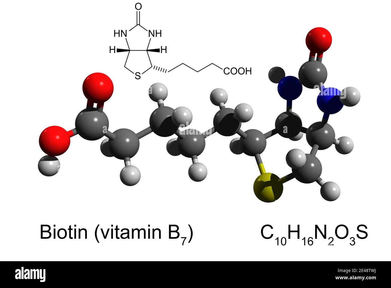 Formula chimica, formula scheletrica e modello 3D a sfera e bastone di vitamina B7 (biotina), fondo bianco Foto Stock