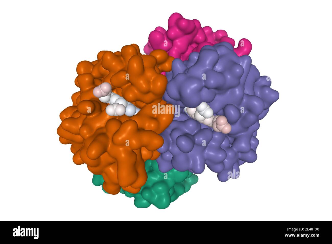 Struttura quaternaria di emoglobina deossi, catena alfa (verde e viola), catena beta (marrone e viola) con protoporfirina ligando (bianco) attaccata Foto Stock