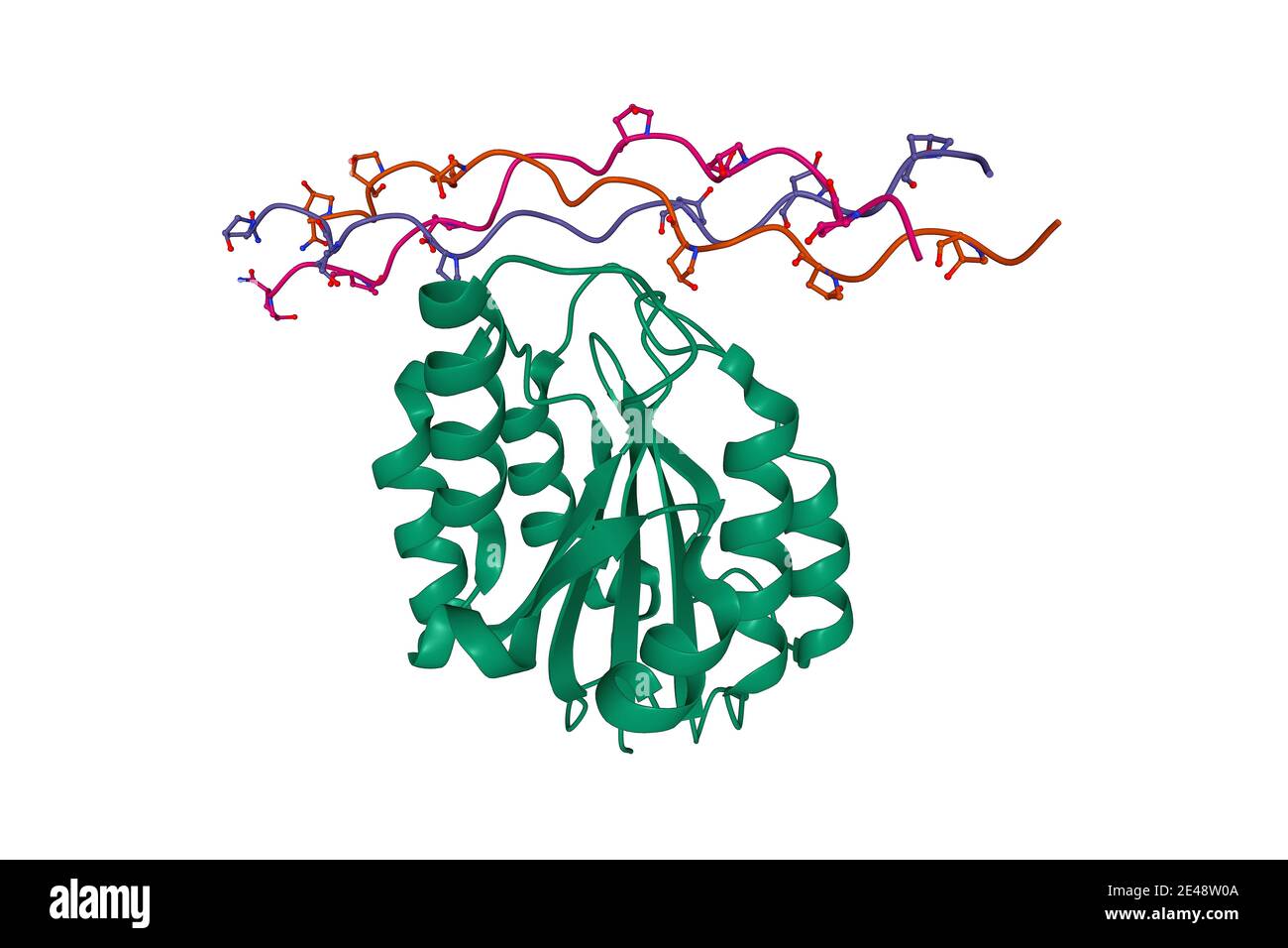 Dominio integrina alfa2 i (verde) in complesso con collagene, modello cartoon 3D, sfondo bianco Foto Stock