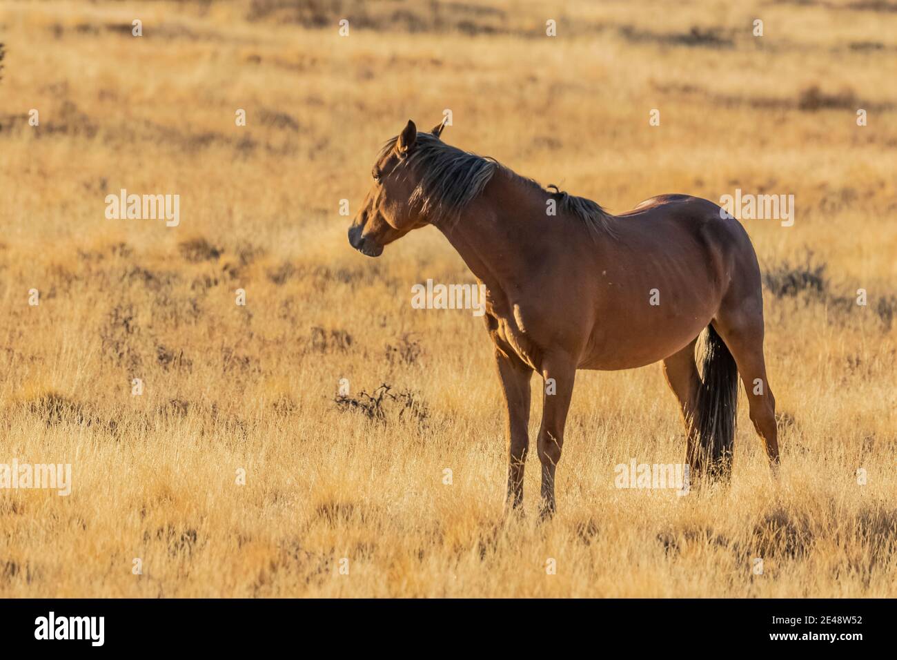 Wild Horses a Steens Mountain, Oregon, USA Foto Stock