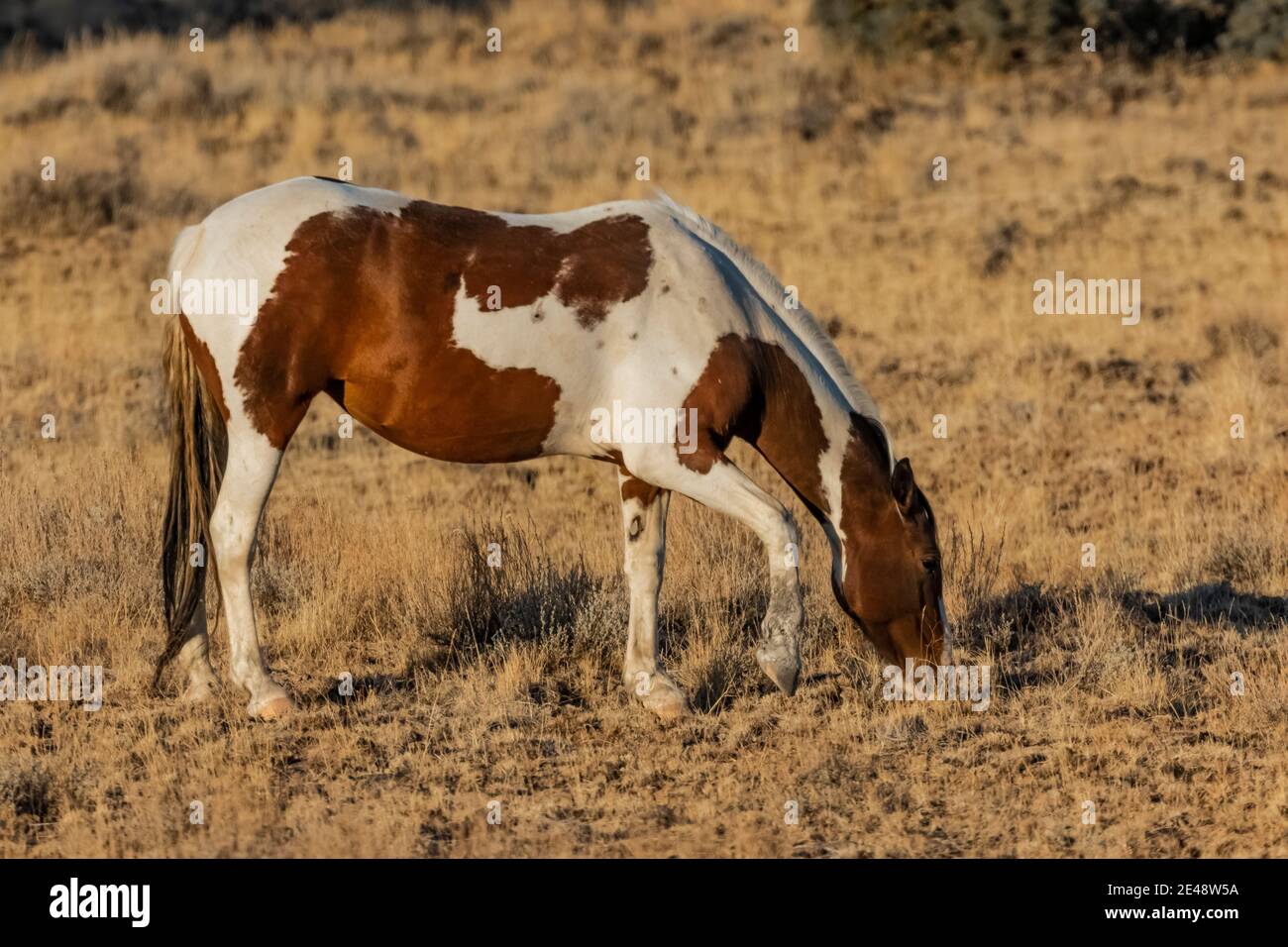 Wild Horses a Steens Mountain, Oregon, USA Foto Stock