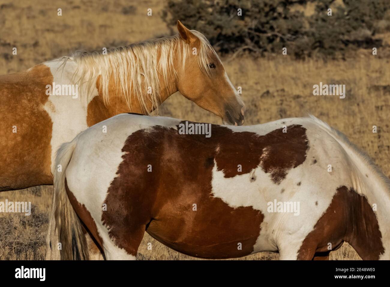 Wild Horses a Steens Mountain, Oregon, USA Foto Stock