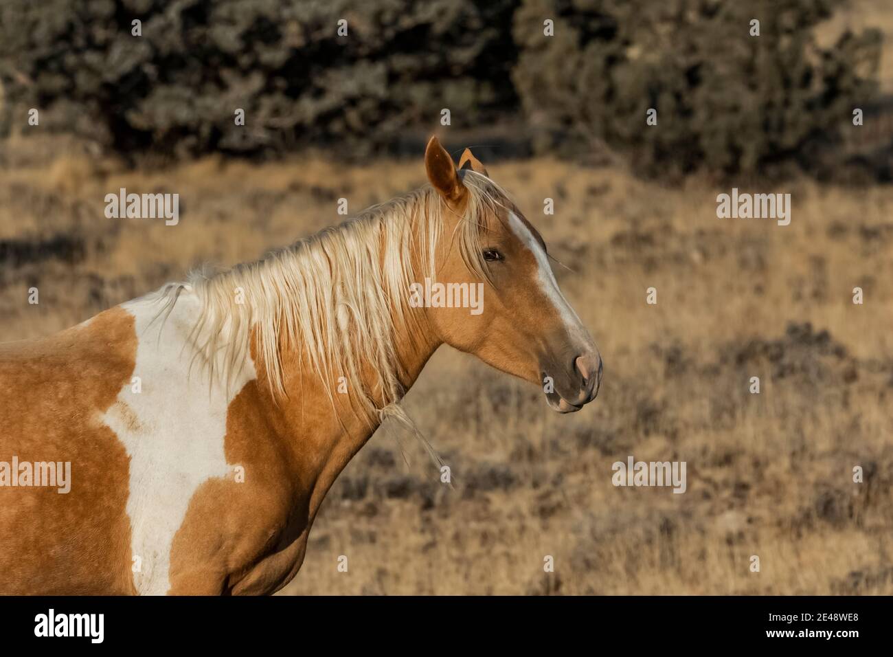 Wild Horses a Steens Mountain, Oregon, USA Foto Stock