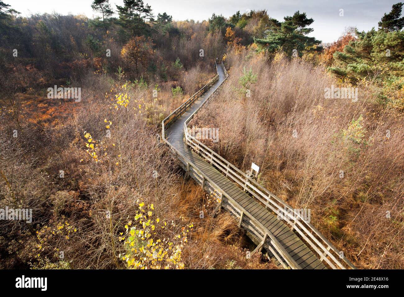 Moor speller dose, Mohr Trail, Spelle, Emsland Foto Stock