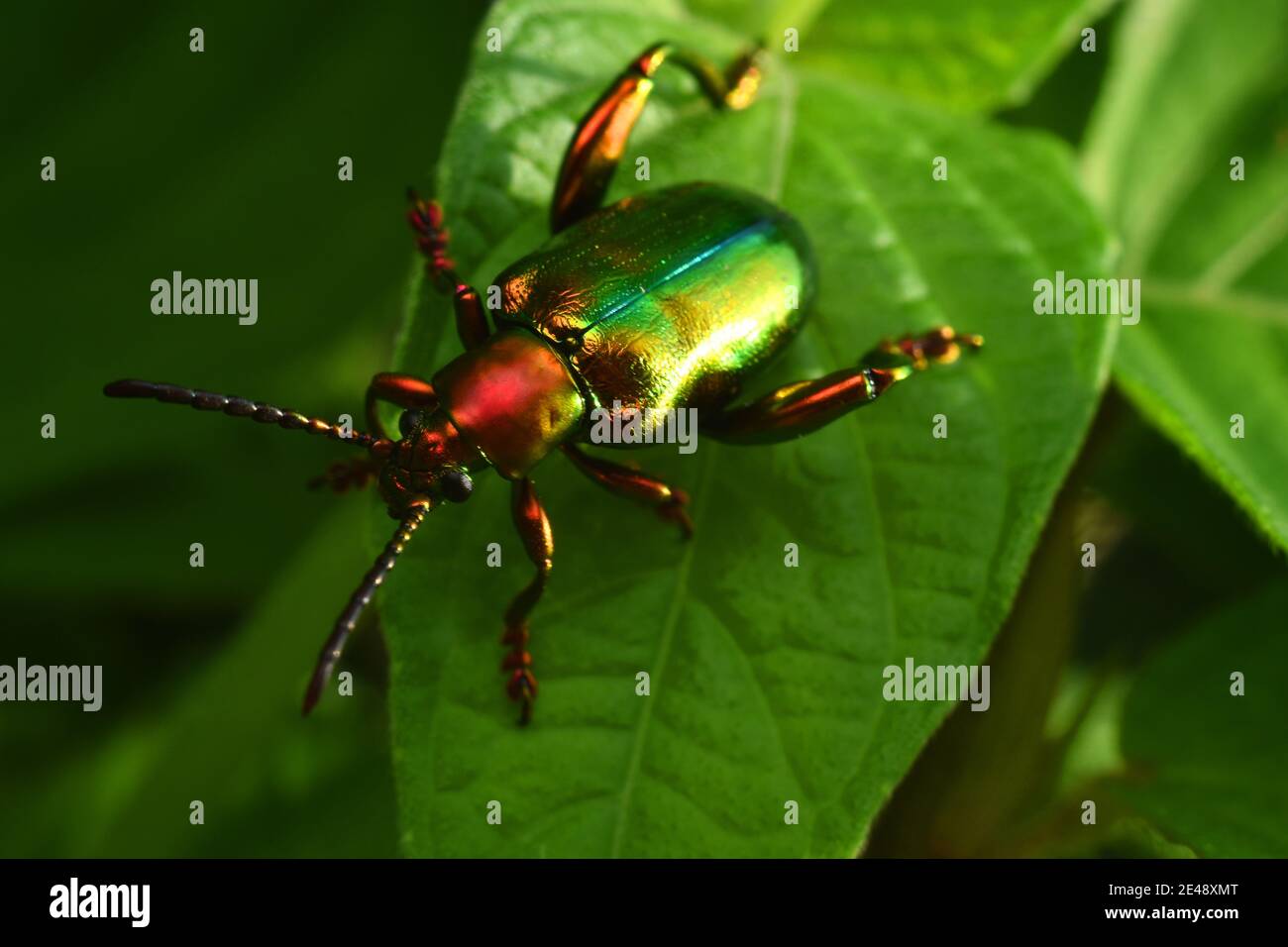 Scarabeo di rana (Sagra femorata) Foto Stock