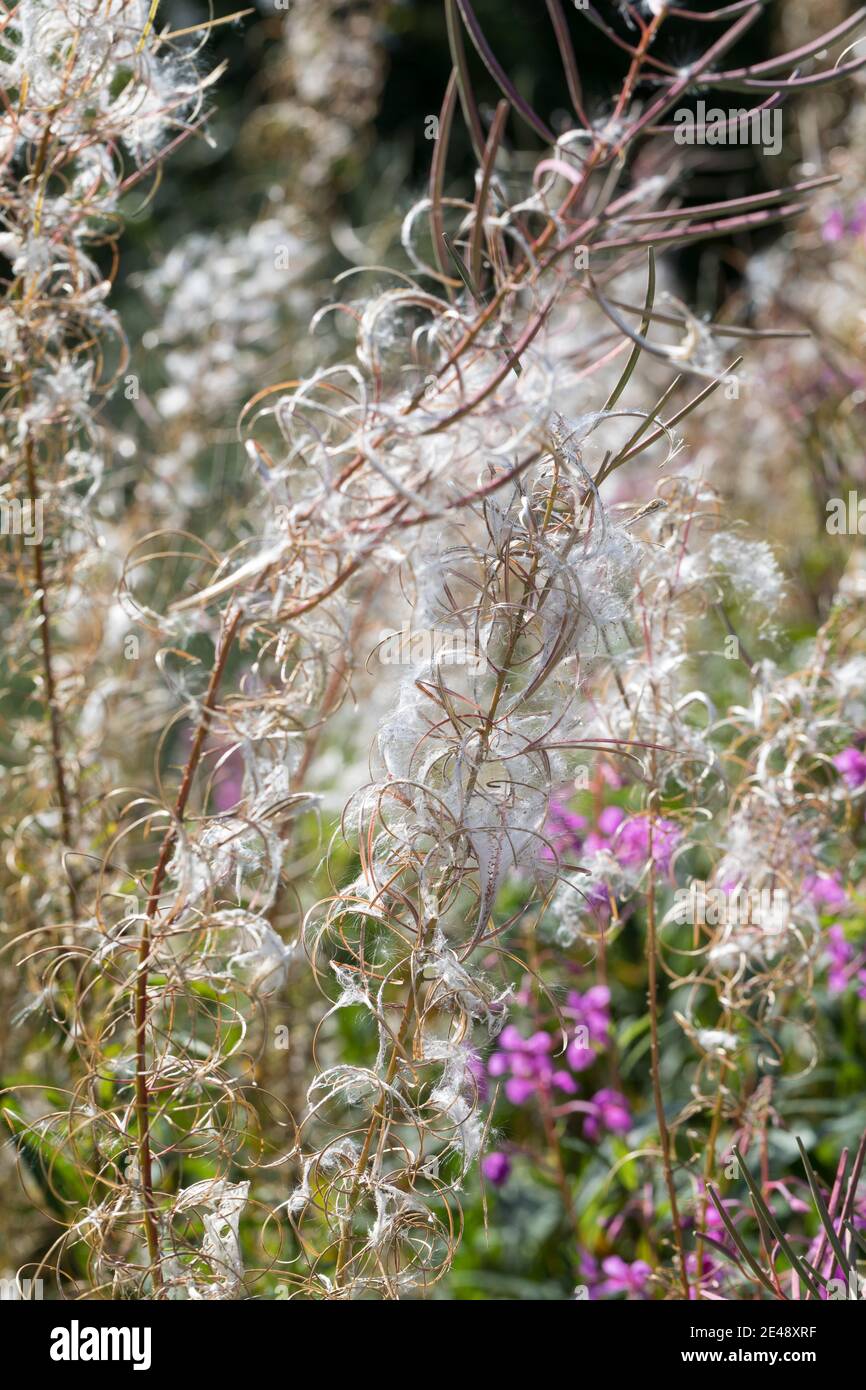 Schmalblättriges Weidenröschen, Weidenröschen, Früchte, Samen, Epilobium angustifolium, Chamerion angustifolium, Chamaenerion angustifolium, Fire Weed Foto Stock