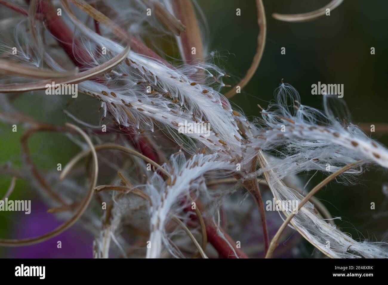 Schmalblättriges Weidenröschen, Weidenröschen, Früchte, Samen, Epilobium angustifolium, Chamerion angustifolium, Chamaenerion angustifolium, Fire Weed Foto Stock