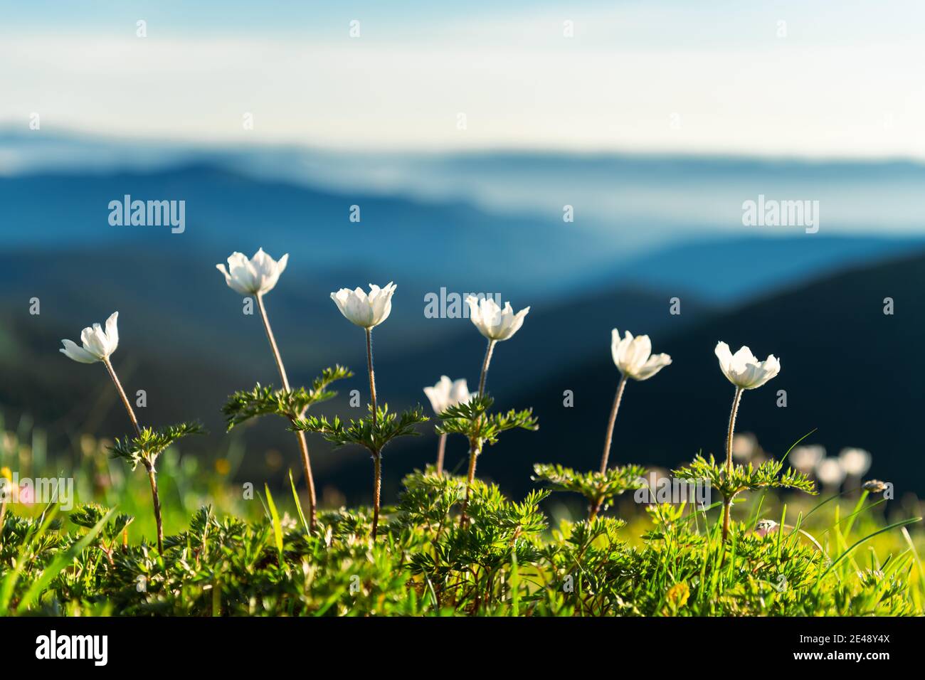 Incredibile paesaggio con fiori bianchi magici e cielo blu sulle montagne estive. Sfondo natura Foto Stock