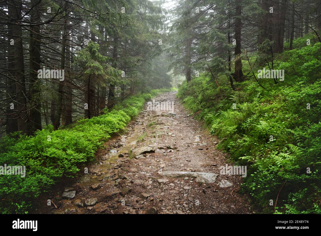 Bella foresta sempreverde con pini e sentiero. Sfondo della natura, fotografia del paesaggio Foto Stock
