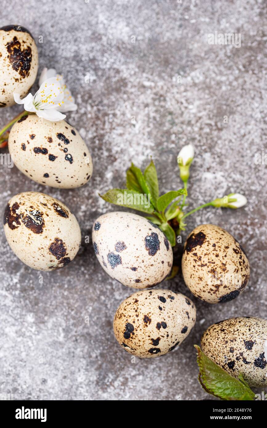 Concetto di Pasqua. Uova di quaglia e fiore di primavera Foto Stock
