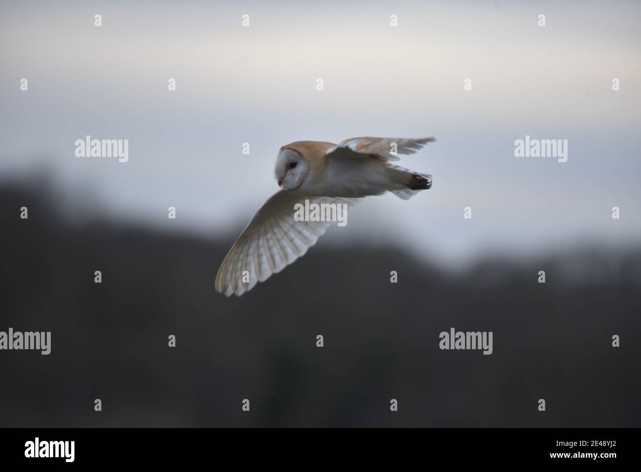 Pass aereo per il Barn Owl Foto Stock