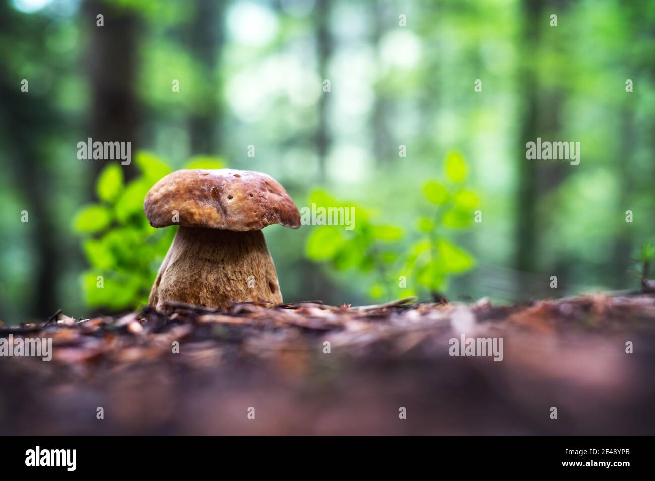 Funghi porcini bianchi grandi nella foresta autunnale. Fotografia di paesaggio naturale Foto Stock