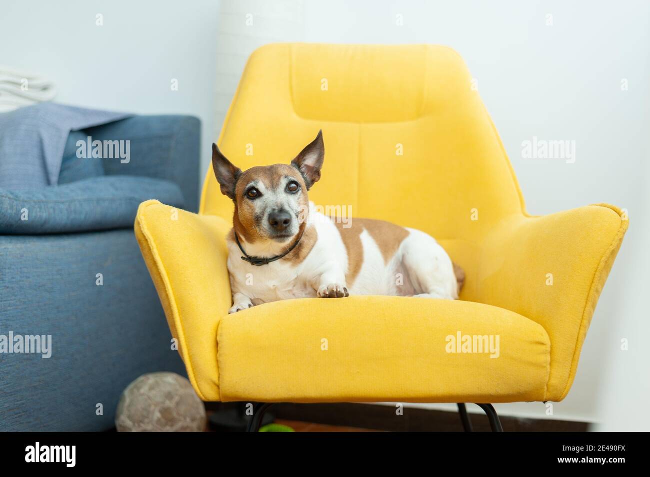 Cane seduto su sedia oscillante gialla Foto Stock