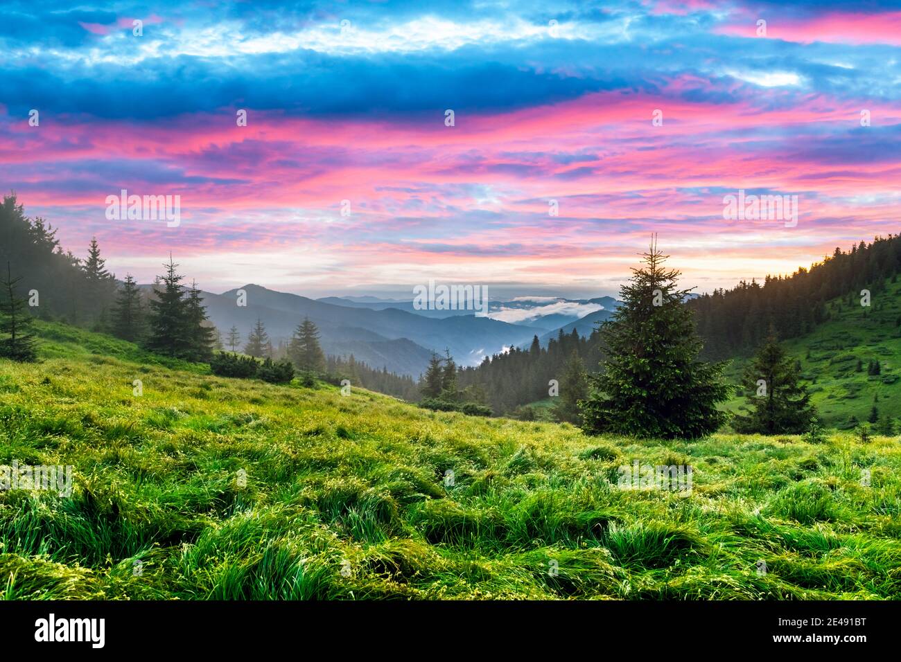 Lussureggiante prato verde coperto d'erba delle montagne al tramonto. Luce viola che si illumina in primo piano. Fotografia di paesaggio. Natura sfondo Foto Stock