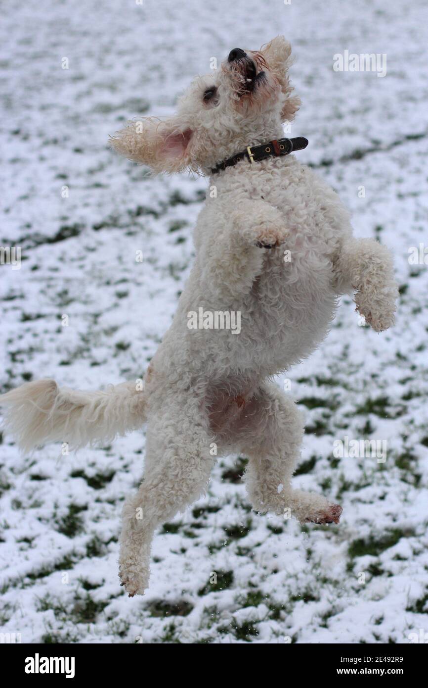 Il salto del cane nella neve Foto Stock
