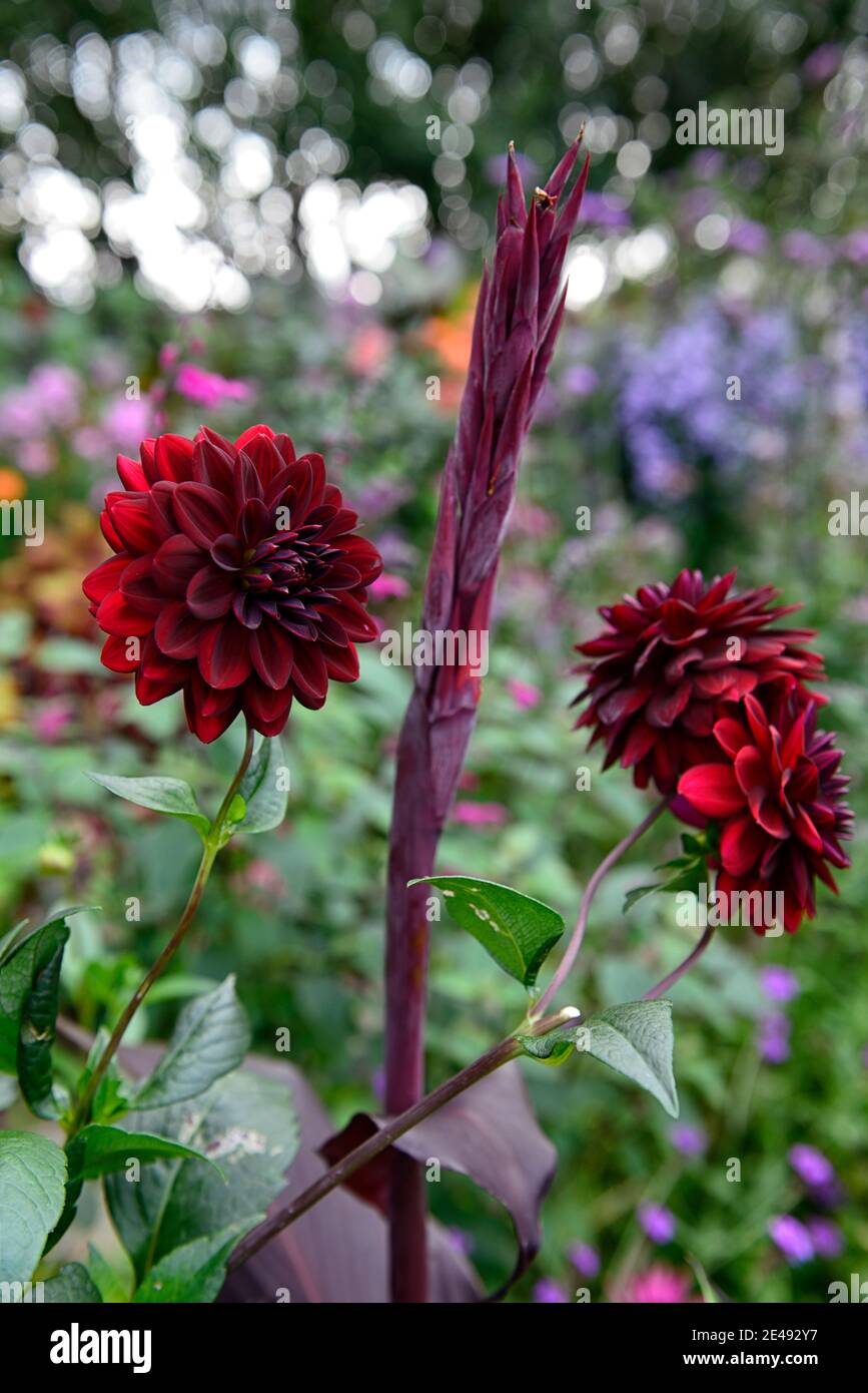 dahlia arabian notte, rosso scuro, cioccolato, fiore, fiori, fioritura, dahlias, canna, foglie scure, fogliame scuro, confine misto, letto misto, confine esotico, esotico b Foto Stock