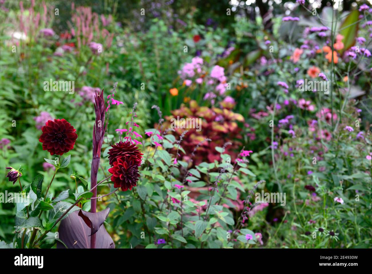 dahlia arabian notte, rosso scuro, cioccolato, fiore, fiori, fioritura, dahlias, canna, foglie scure, fogliame scuro, confine misto, letto misto, confine esotico, esotico b Foto Stock