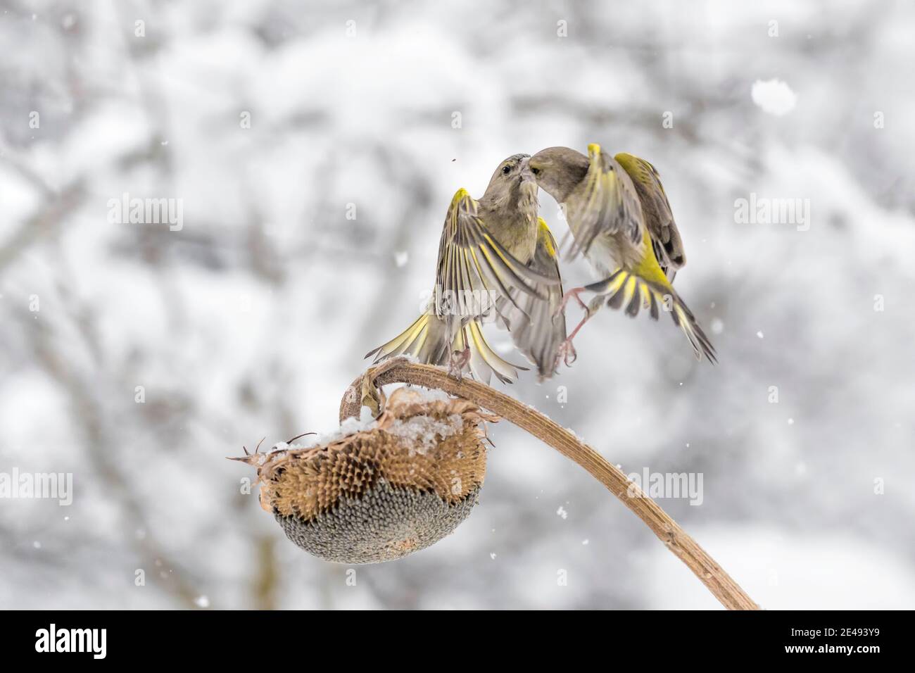 Battaglia per i semi di girasole, greenfinches in volo (Chloris chloris) Foto Stock