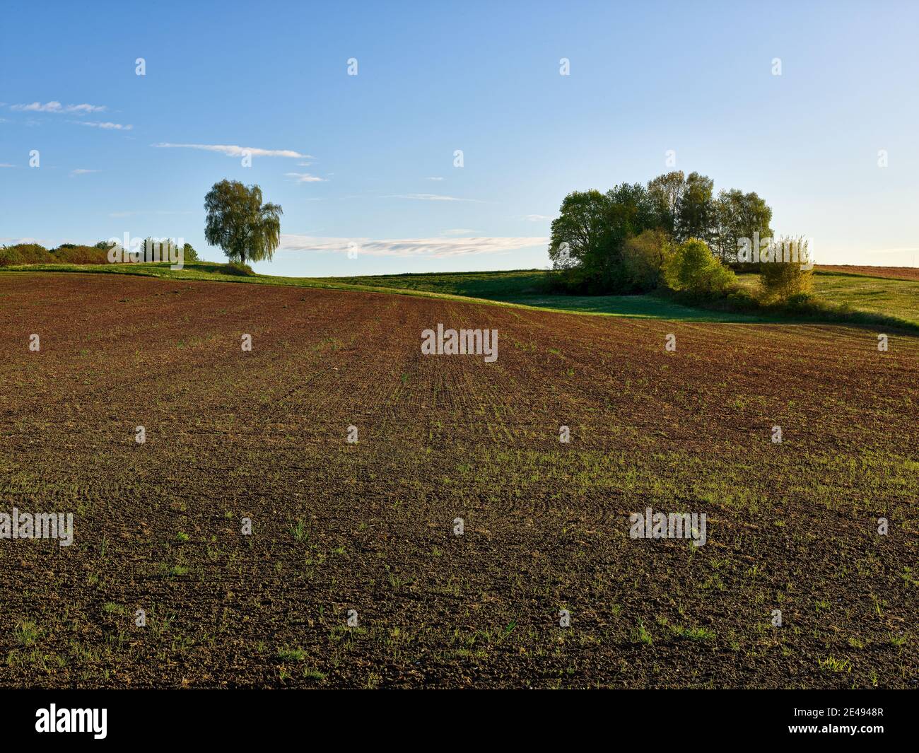 Campo, campo, fila di alberi, alberi, siepe, curva, umore del mattino, cielo senza nuvole Foto Stock