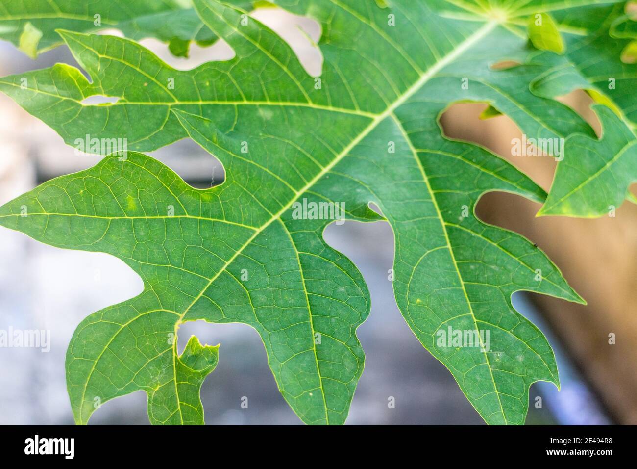 Una foglia di papaia verde Foto Stock