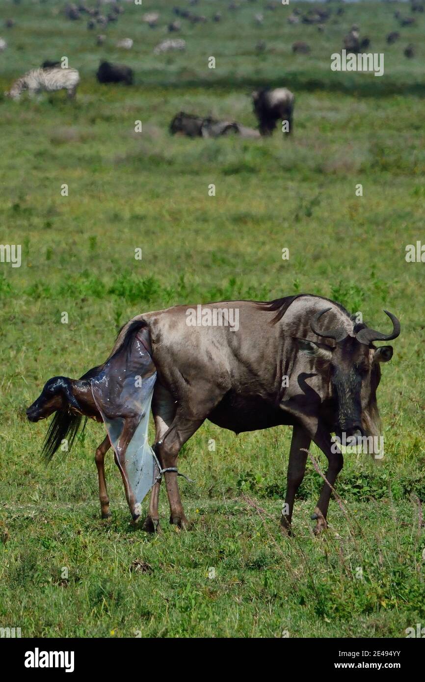 Nascita di una gnu, Serengeti, Tanzania Foto Stock