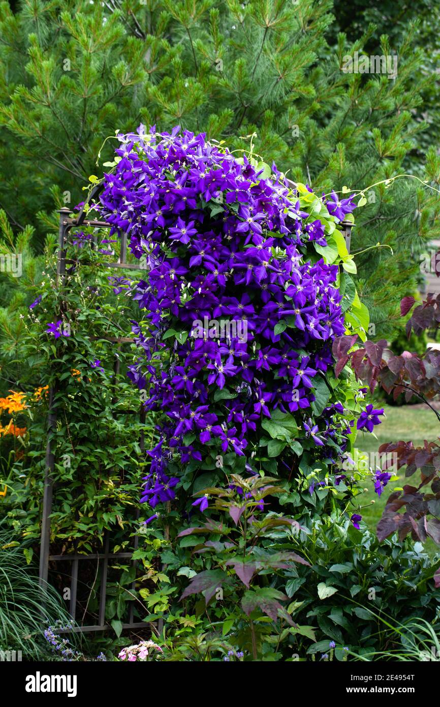 Fiori viola reali dai clematis di Jackmanii in piena fioritura in questo Monet come giardino nel Midwest creando un paesaggio di giardino di tipo impressionistico. Foto Stock