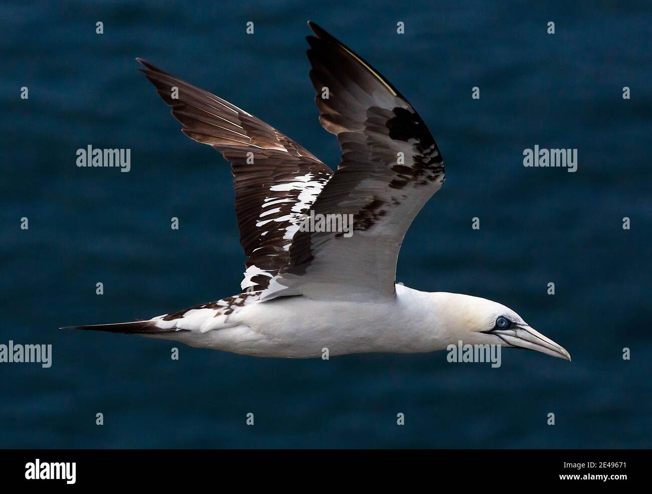 Northern gannet in volo Foto Stock