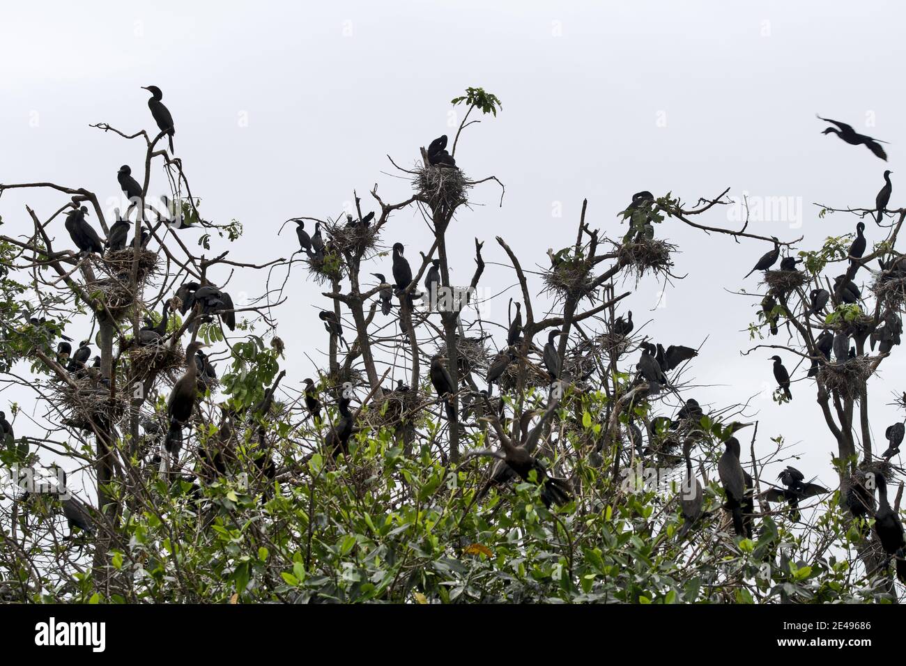 Caraibi, Guatemala, America Centrale: Tonnellate di cormorani su albero Foto Stock
