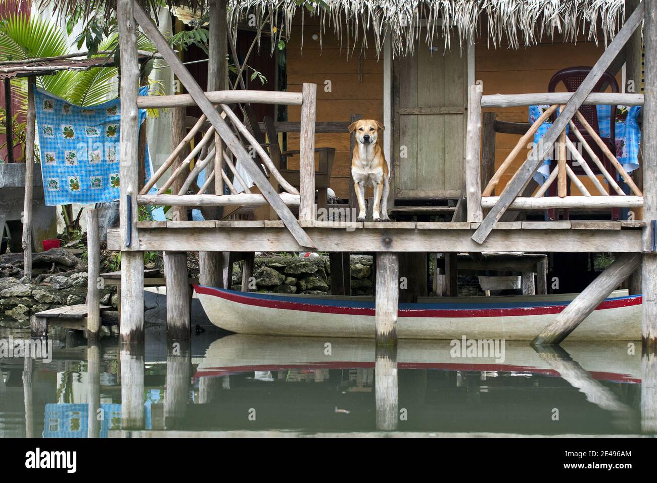 Caraibi, Guatemala, America Centrale: Cane serio su veranda di legno con barca e lavanderia di asciugatura Foto Stock