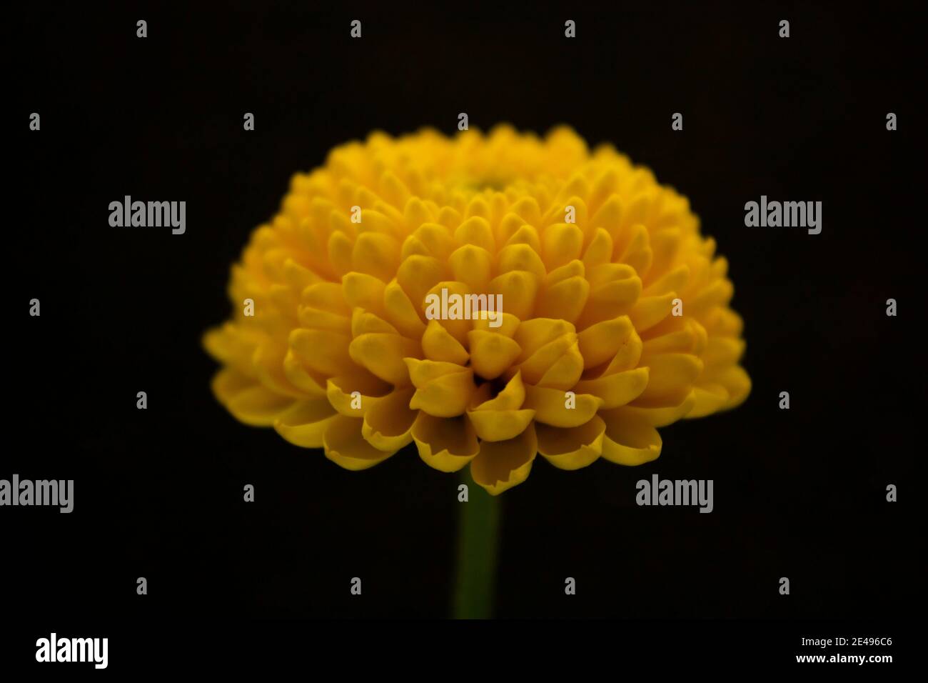 Ciao giallo Foto Stock