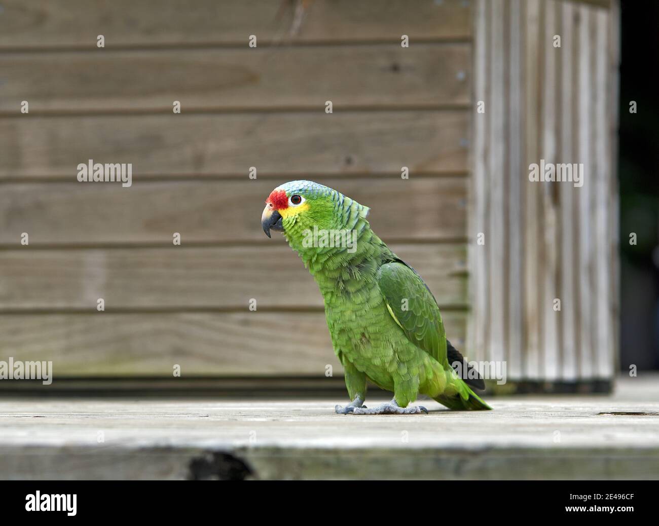 Caraibi, Guatemala, America Centrale: Pappagallo verde. Orange-fronted parakeet o Orange-fronted conure (Eupsittula canicularis) Foto Stock