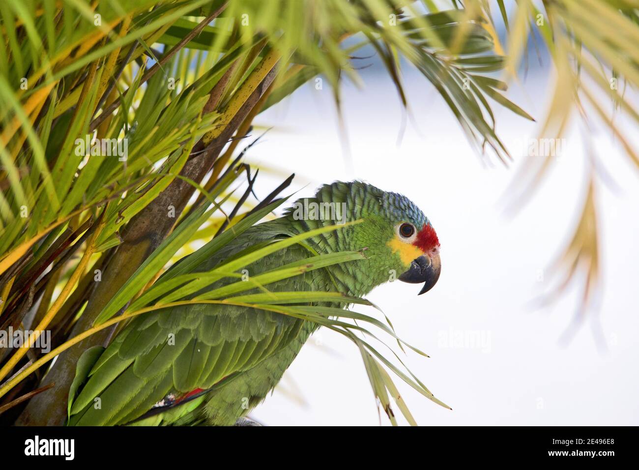 Caraibi, Guatemala, America Centrale: Pappagallo verde. Orange-fronted parakeet o Orange-fronted conure (Eupsittula canicularis) Foto Stock