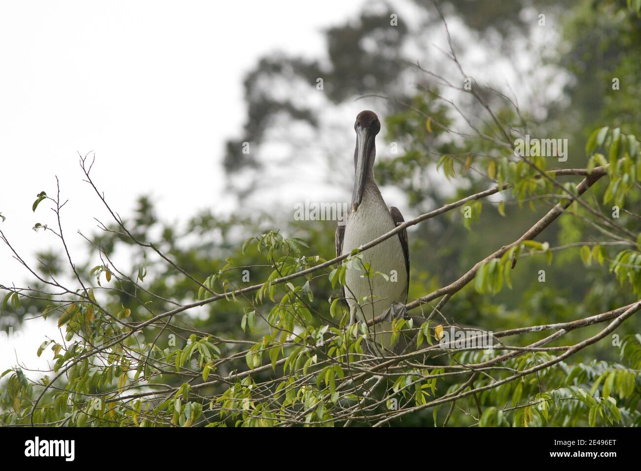 Guatemala, America Centrale: Pellicano grigio sul ramo Foto Stock