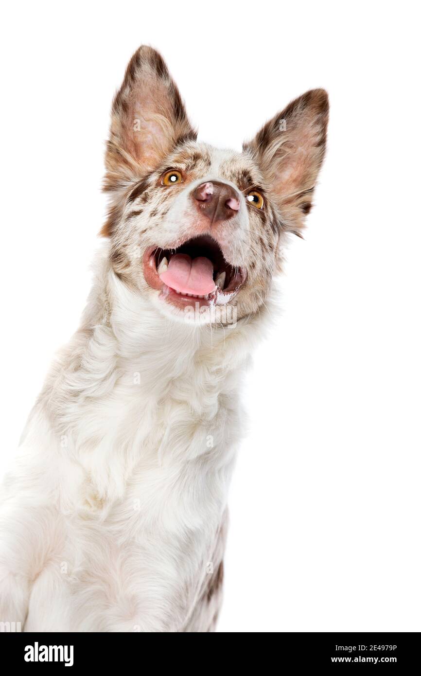 bordo collie cane isolato su uno sfondo bianco Foto Stock