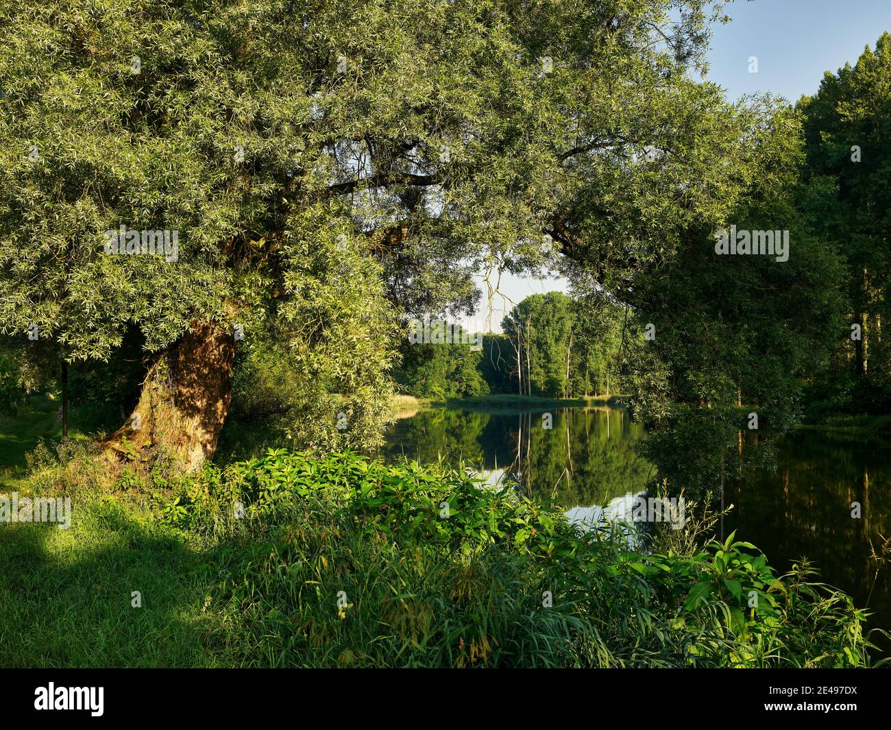 Fiume, ruscello, riva del fiume, riva, foresta alluvionale, lago di oxbow, foresta, natura, paesaggio, pianura alluvionale, umore del mattino, nebbia mattutina Foto Stock