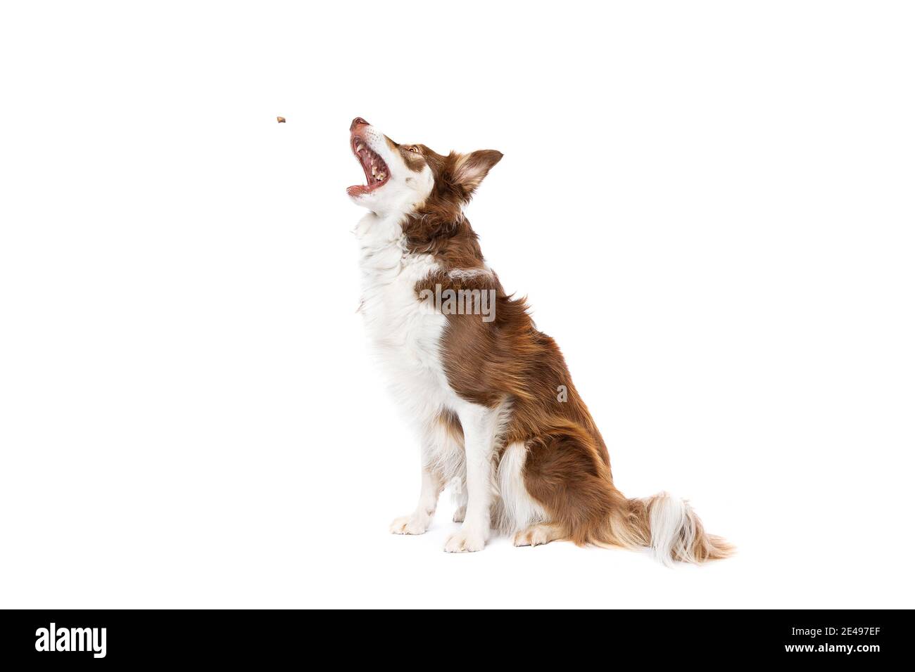 bordo collie cane isolato su uno sfondo bianco Foto Stock