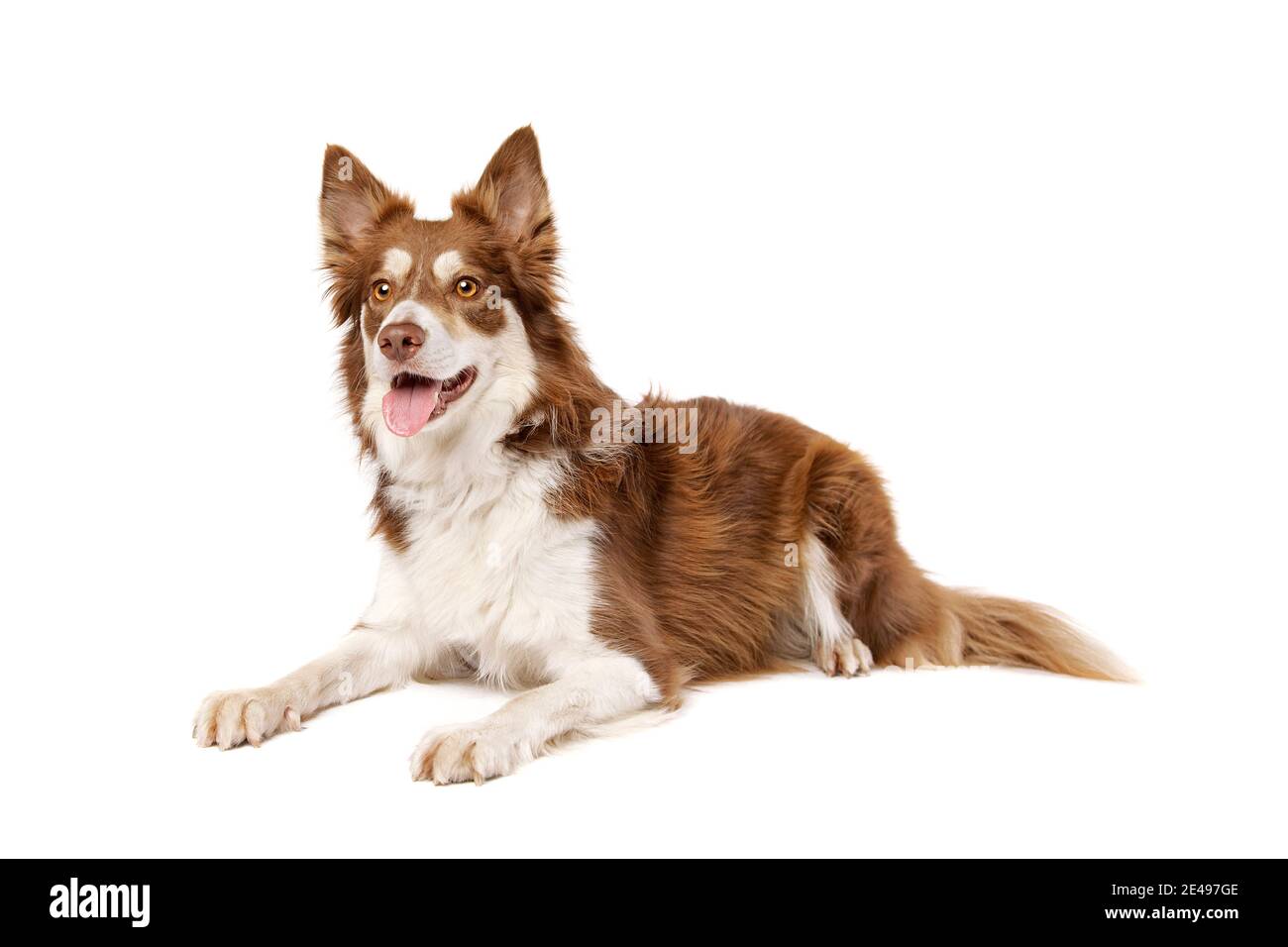 bordo collie cane isolato su uno sfondo bianco Foto Stock