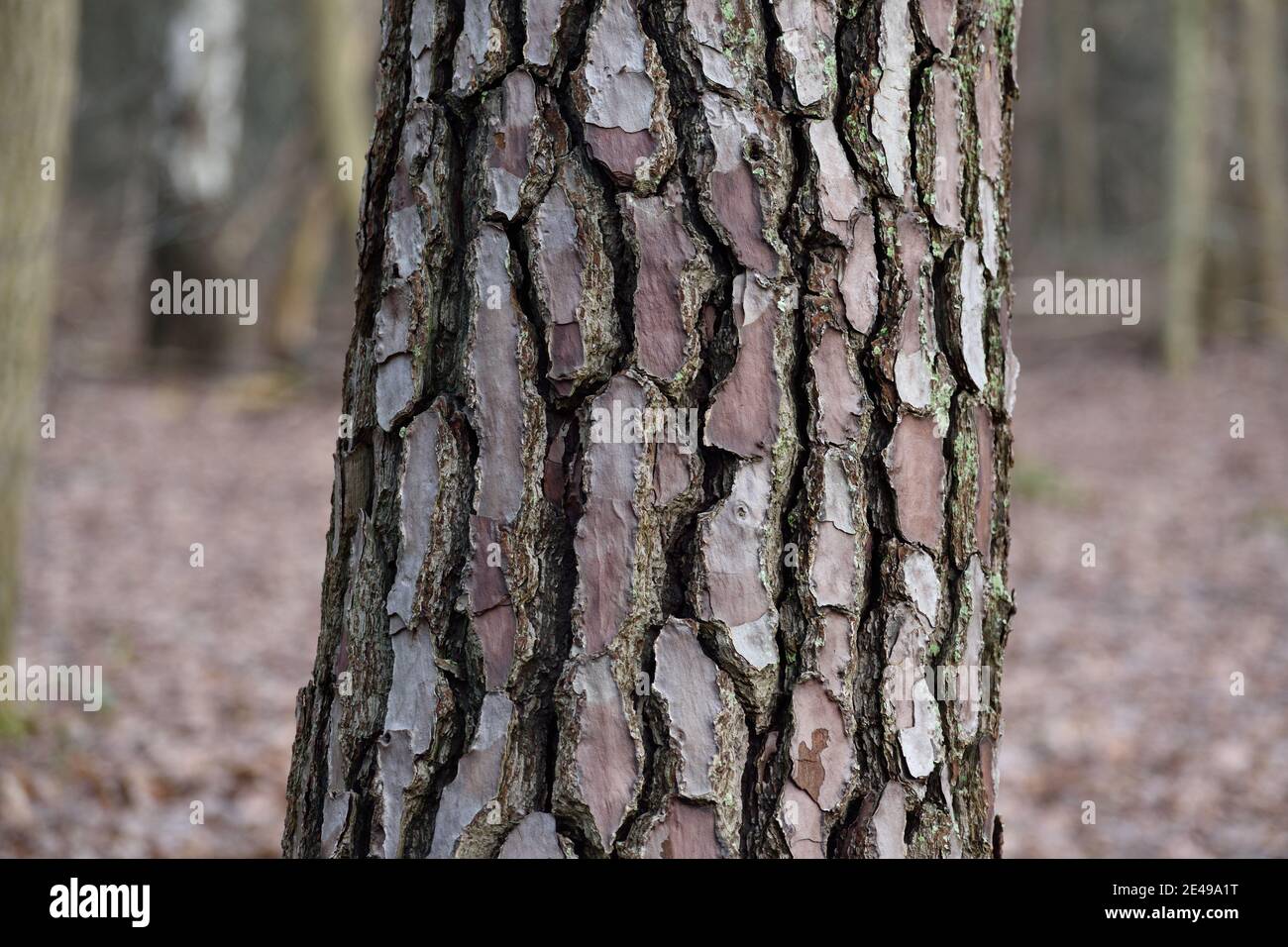 Corteccia dell'albero che mostra i particolari curioso del nodo Foto Stock